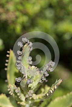 New green buds covering tips of succulent leaves