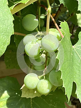 New Green Concord Grapes