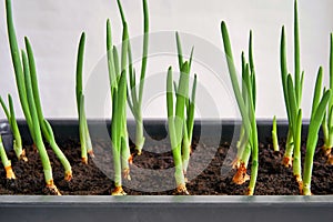 New green feathers of onion seedlings closeup