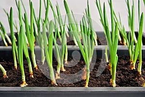 New green feathers of onion seedlings closeup