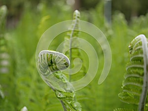 A new green fern leaf unfolds against the background of open leaves on a Sunny spring day in the forest.