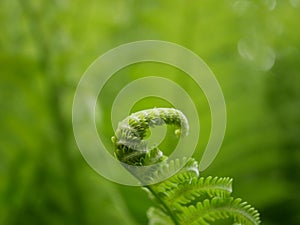 A new green fern leaf unfolds against the background of open leaves on a Sunny spring day in the forest.