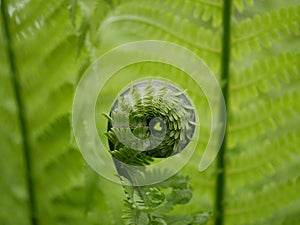 A new green fern leaf unfolds against the background of open leaves on a Sunny spring day in the forest.