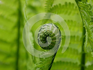 A new green fern leaf unfolds against the background of open leaves on a Sunny spring day in the forest.