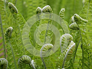 A new green fern leaf unfolds against the background of open leaves on a Sunny spring day in the forest.