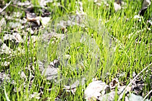 New green grass in Spring.
