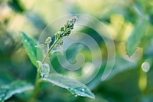 New green grass on spring sunny light. Springtime concept