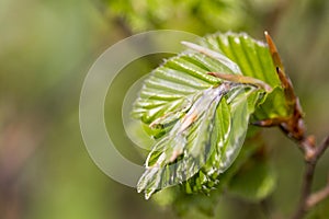 new green leafs on the beech