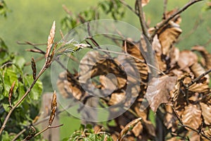 new green leafs on the beech