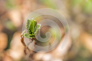 new green leafs on the beech