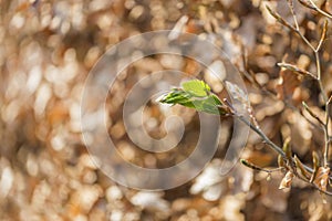 new green leafs on the beech