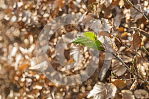 new green leafs on the beech