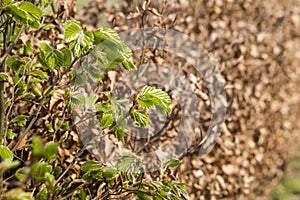 new green leafs on the beech