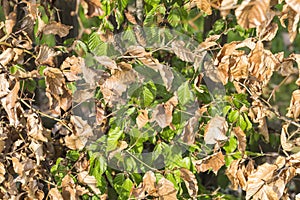 new green leafs on the beech