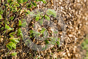 new green leafs on the beech