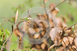 new green leafs on the beech