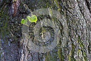 New green leaves born on old tree, textured background. New life metaphor