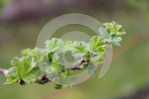New green leaves on a gooseberry branch. Macro.
