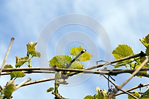 New green leaves of grapes