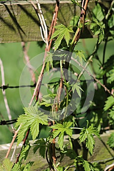 New green leaves on a hop plant in spring