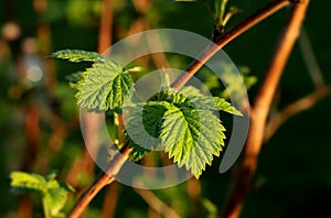 A new green leaves on small branch of raspberry bush on our garden. Here is summer and new plants go up