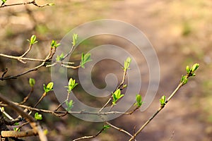 New green leaves in spring