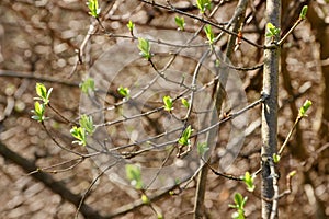 New green leaves in spring