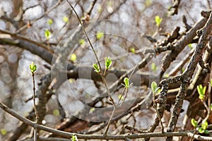 New green leaves in spring