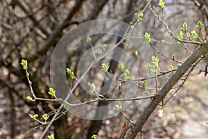 New green leaves in spring