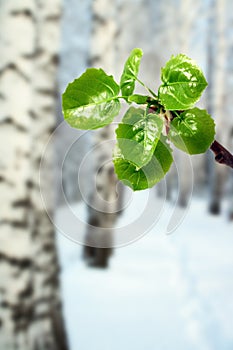 New green leaves at winter