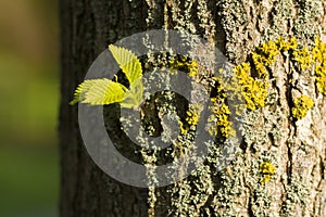 New green spring leaf on a tree trunk