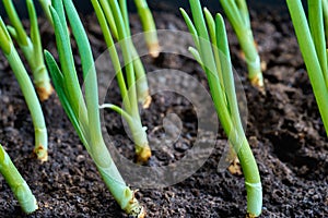 New green sprouts eedlings or feathers of onion closeup