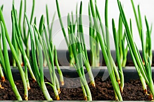 New green sprouts eedlings or feathers of onion closeup