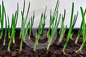 New green sprouts eedlings or feathers of onion closeup