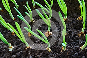 New green sprouts eedlings or feathers of onion closeup