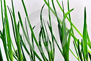 New green sprouts eedlings or feathers of onion closeup