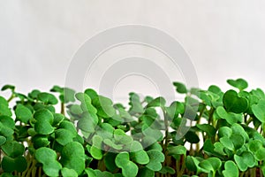 New green sprouts or seedlings of spinach leaves closeup