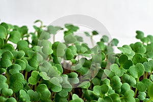 New green sprouts or seedlings of spinach leaves closeup