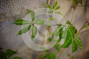 New green wild grape leaves grow in the garden