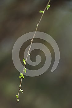 New green willow branches just emerged.