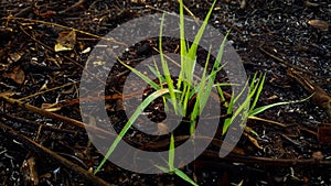 The new green young sprouted grass after a forest fire