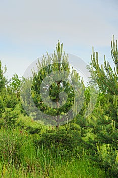 New growing pine forest
