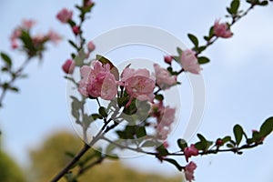 New grown leaves and flowers