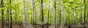 New Growth on The Appalachian Trail Panorama