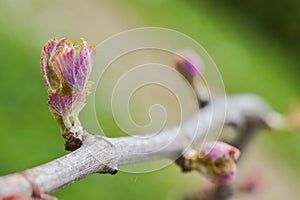 New growth budding out from grapevine