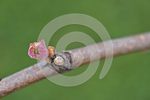 New growth budding out from grapevine