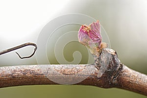 New growth budding out from grapevine