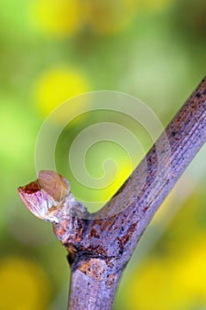 New growth budding out from grapevine Vineyard.