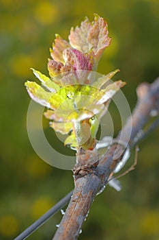 New growth budding out from grapevine Vineyard.