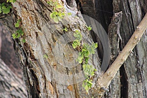 New Growth on a Century-Old Old Growth Tree Still Showing Up